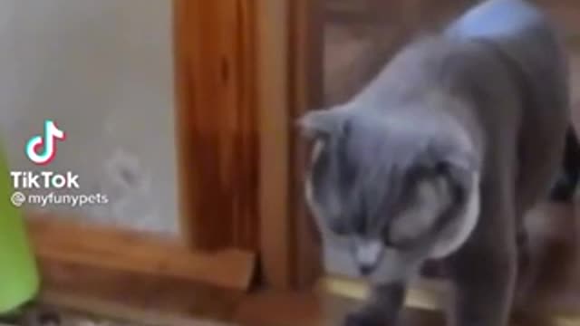 Funny Tik Tok Video Funny Cat