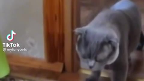 Funny Tik Tok Video Funny Cat