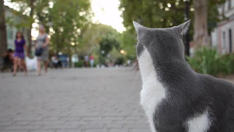 Gray Cat on the Street