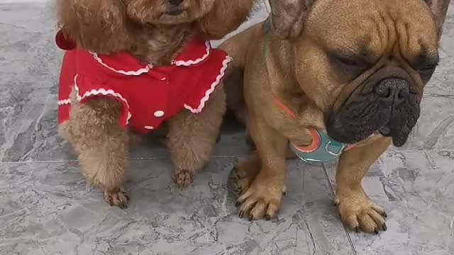 Puppy can't be alone, nor can I