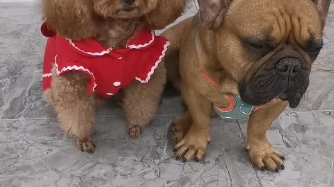 Puppy can't be alone, nor can I