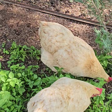 OMC! Chickens peck grass - Chickens bath in dirt! - Chicken friends relaxing! #chickens #bff #shorts