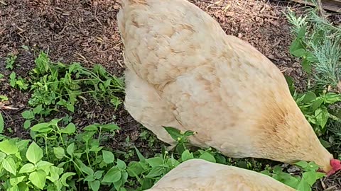 OMC! Chickens peck grass - Chickens bath in dirt! - Chicken friends relaxing! #chickens #bff #shorts