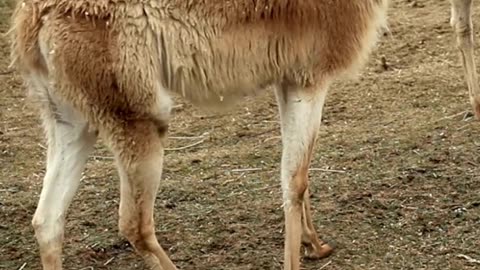 Spitting Llama - Fun Facts