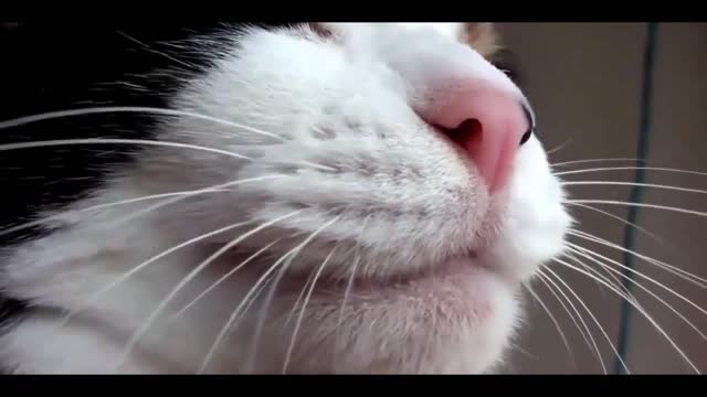 kitten playing with owner