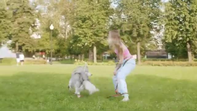 Dog training videos Dog video