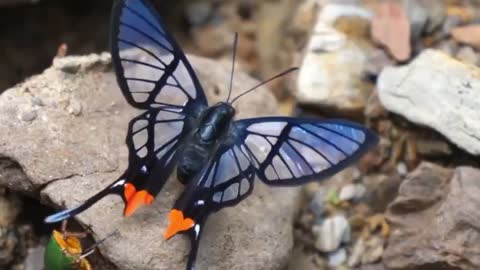 The beautiful Butterfly