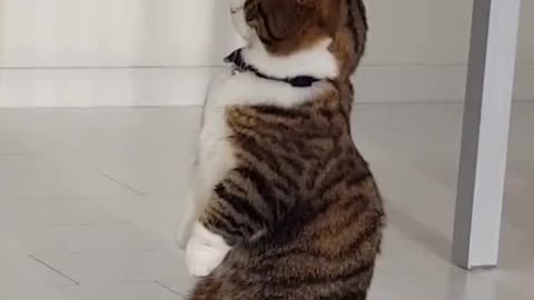 Cute Kitty Likes To Balance On Back Legs