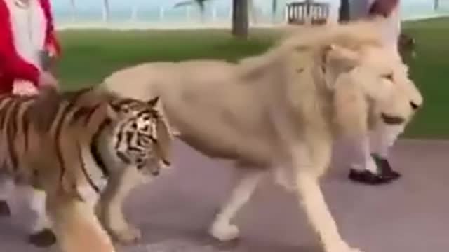 Friendly lion 🦁 and tigers 🐅