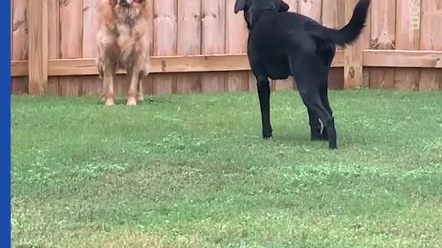 Golden retriever pretends not to see 'sneaky' labrador