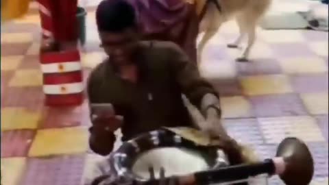 Funny animal video :)