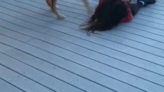 Super Excited Dogs Crash Tackle Their Human