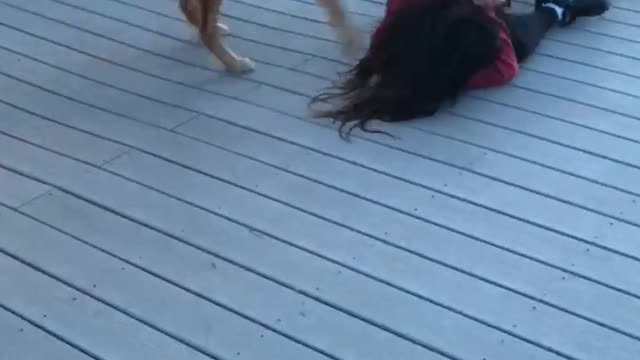 Super Excited Dogs Crash Tackle Their Human