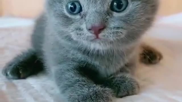 Lovely Cat, black cat, cats, funny cats, funny cat videos​ - I am hungry now