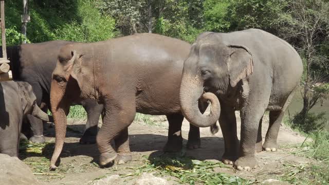 Elephant river young