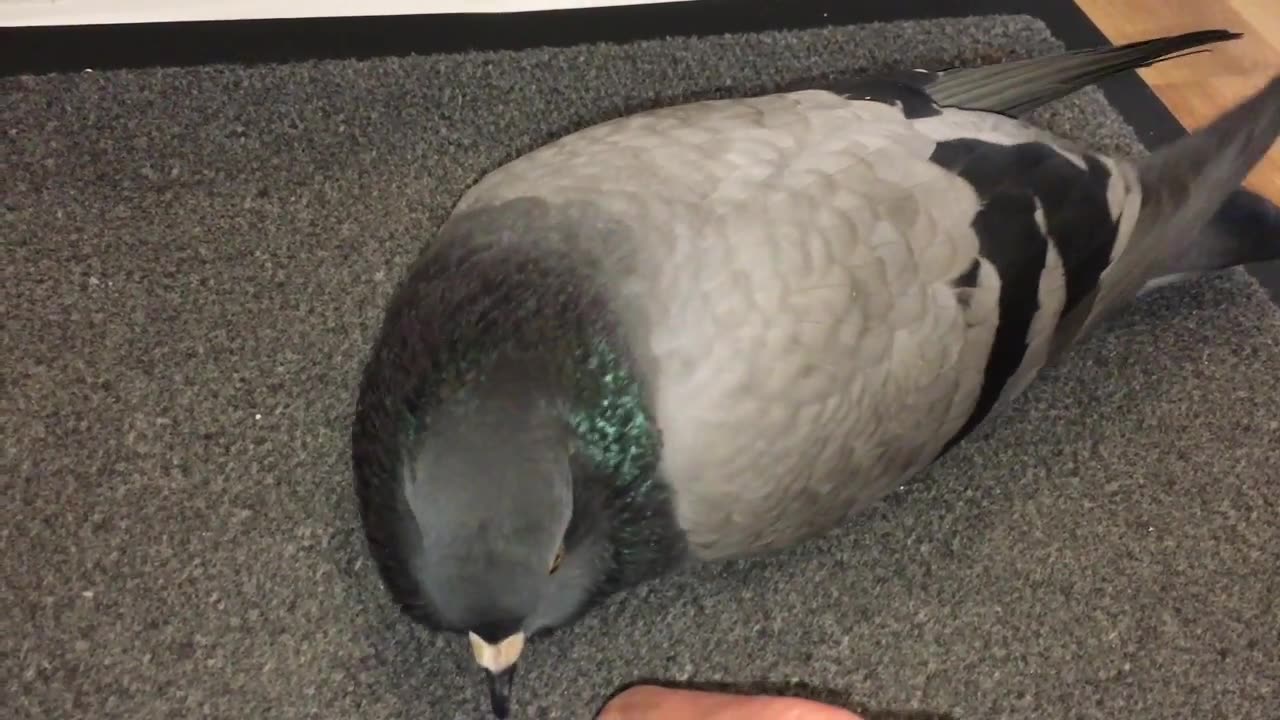 Pigeon DEMANDS cuddles NOW