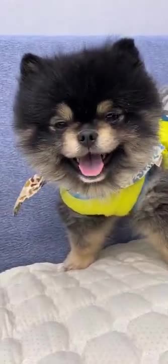 Funny animals playing together♥️😍