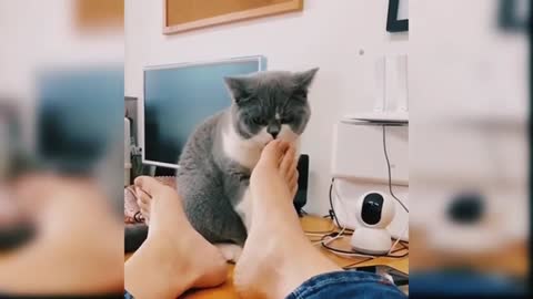 Cute cats - cute & funny cat | funny cat video