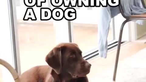 Owning a dog