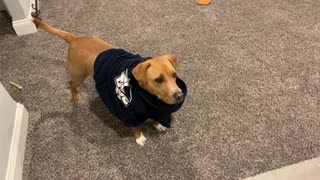 Honey Wears a Hoodie