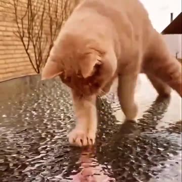 Please leave the cats alone. 🤣