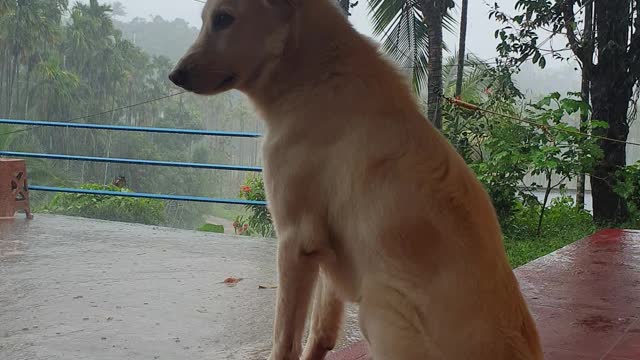 RAIN WATCHING SILENT, DOG LOVING THE RAIN