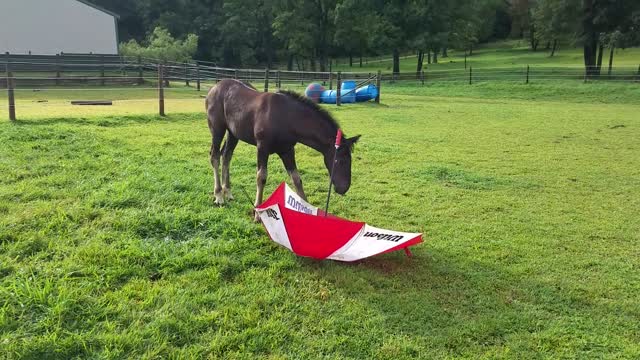 Brave 3 month old foal loves her new toy - an umbrella