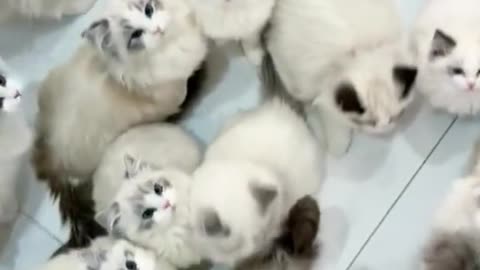 A lot of cute cats