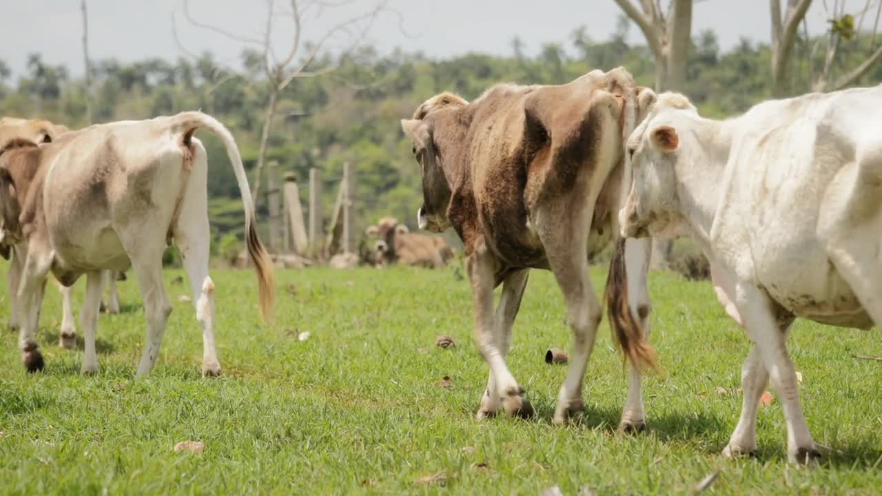 Slow Motion Cows Livestock Animals In Farm And Ranch