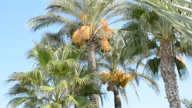 date palm blossoms in Turkey, side