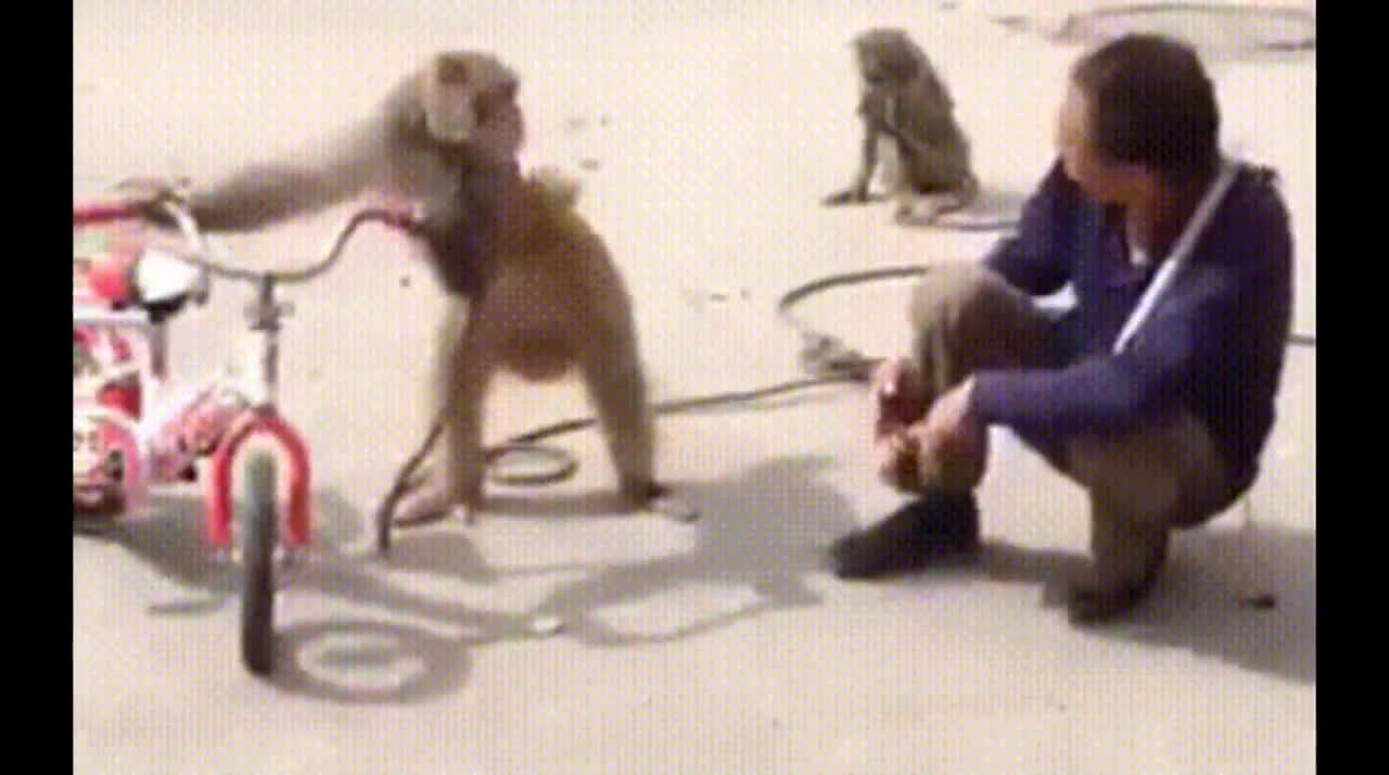 Funny video Funniest Monkey cute and funny monkey videos