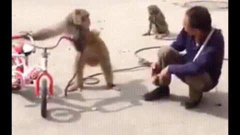 Funny video Funniest Monkey cute and funny monkey videos