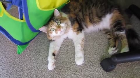 Smart cat looking funny#short video#training#viral