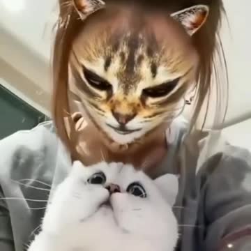 Mahda, a strange creature, cat, was surprised