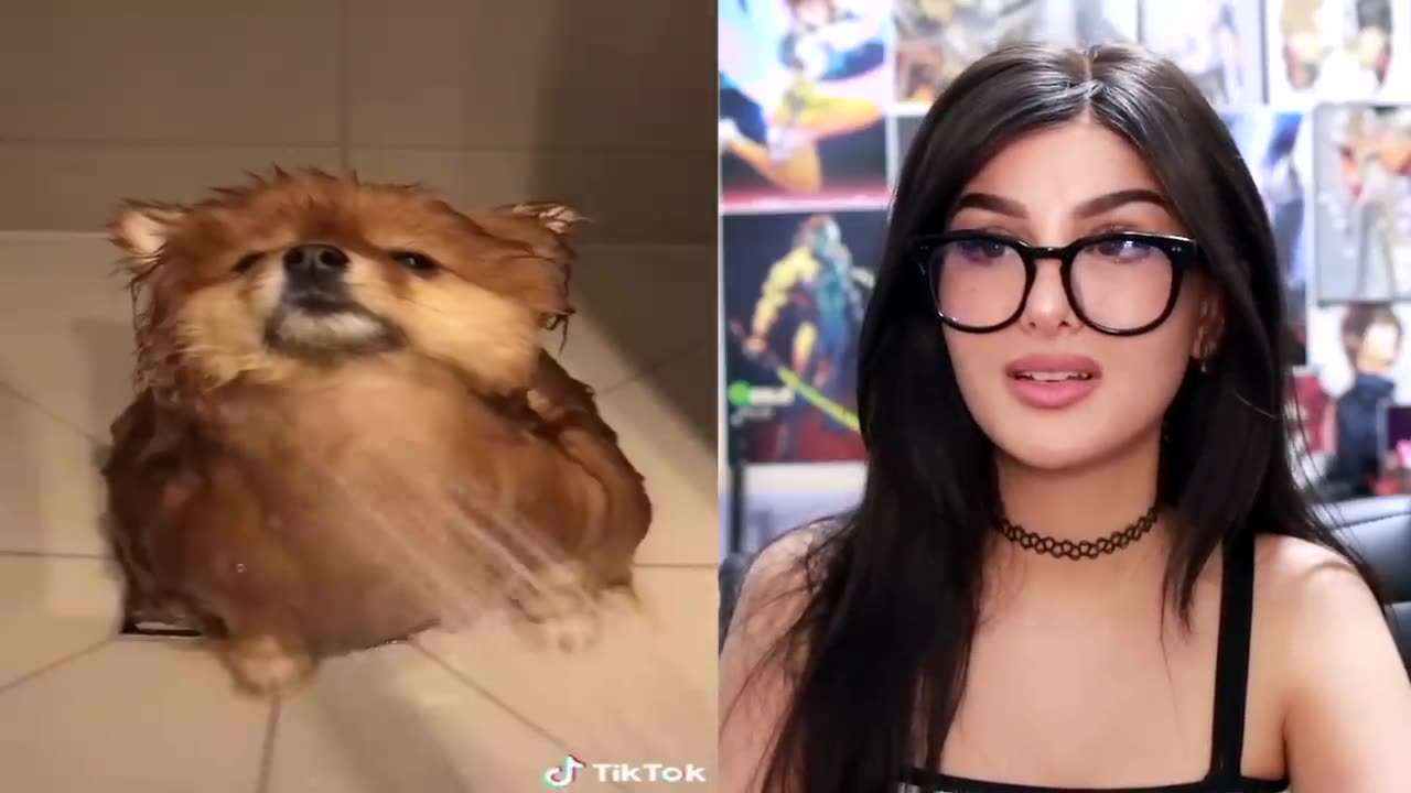 Cute Animals on Tik Tok That Will Make You Laugh