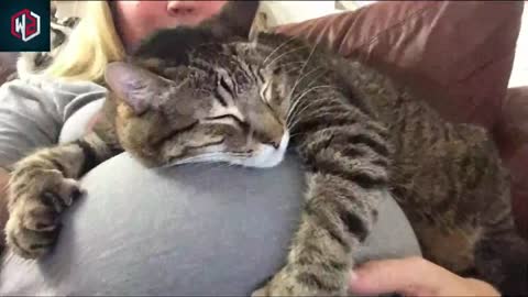 Here’s What It Really Means When Your Cat Curls Up With You For Nice Cuddles