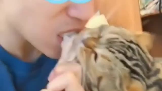 Eat everything-Cute and Funny Cat Videos