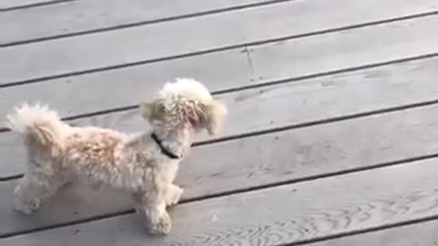 Cute puppy playing with butterfly!