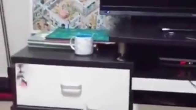 CUTE CAT PLAYING WITH FLYING TOY #CATS #DOGS #PALYINGCAT