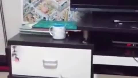 CUTE CAT PLAYING WITH FLYING TOY #CATS #DOGS #PALYINGCAT