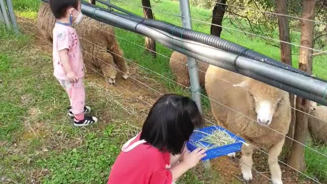 Korean Sheep Ranch Girls Experience