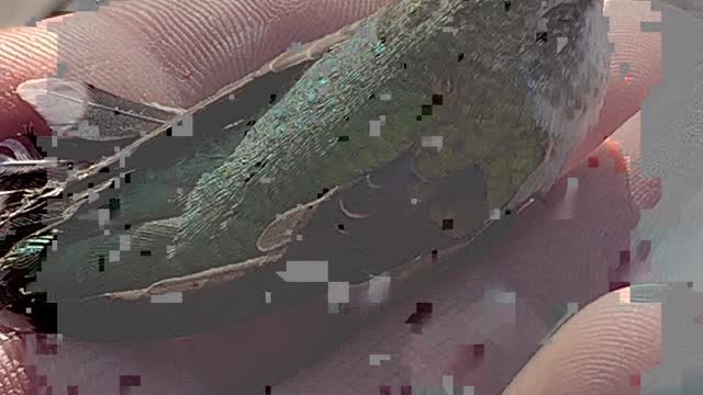 Hummingbird came to me