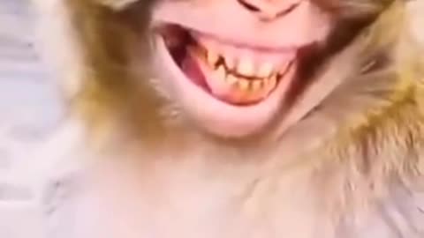Monkey video funny