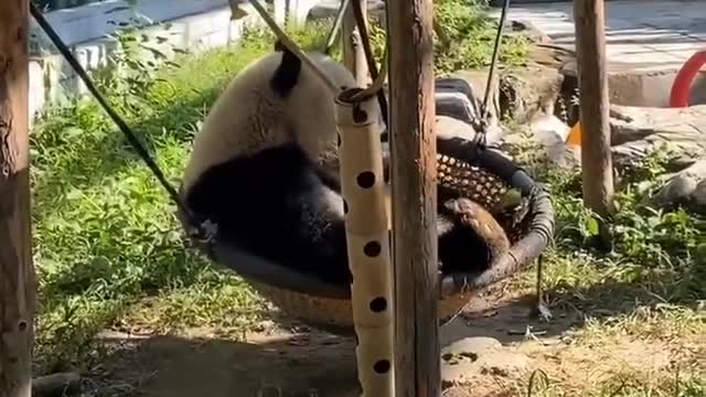 The panda is playing on the swing