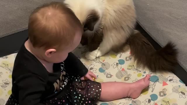 baby steals cat toys😂🍼🥰