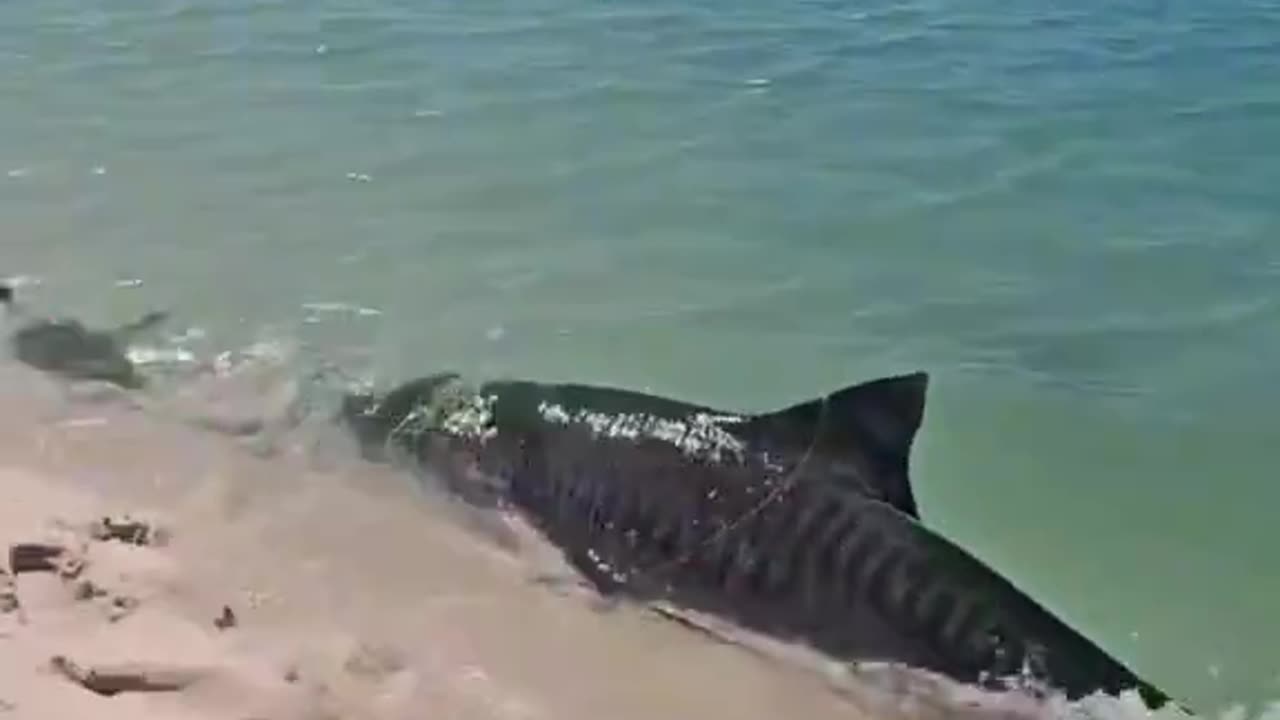 Tiger Shark On Australia Beach