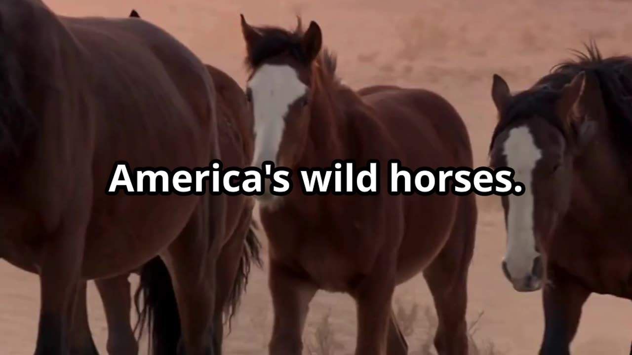 Wild Horse Range: Majestic Mustangs of Nevada