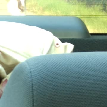 Goat Chases Car Home Like A Dog