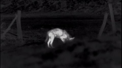 Thermal view of a wolf hunting in the forest.