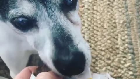 Black and white dog eats meat patty from in-n-out bag